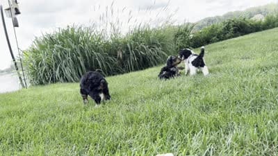 Mocha, a male Miniature Bernedoodle for sale in Grand Rapids, MI – 7 of 7