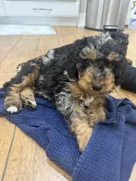 Mocha, a male Miniature Bernedoodle for sale in Grand Rapids, MI – 1 of 7