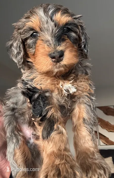 Mousse – Miniature Bernedoodle puppy for sale in Grand Rapids, MI