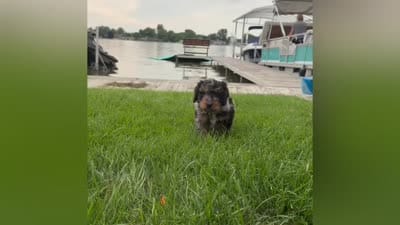 Mocha, a male Miniature Bernedoodle for sale in Grand Rapids, MI – 6 of 7