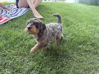Mousse, a male Miniature Bernedoodle for sale in Grand Rapids, MI – 4 of 5