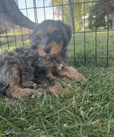 Mousse, a male Miniature Bernedoodle for sale in Grand Rapids, MI – 2 of 5