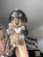 Mocha, a male Miniature Bernedoodle for sale in Grand Rapids, MI – 3 of 7