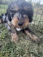 Mocha, a male Miniature Bernedoodle for sale in Grand Rapids, MI – 2 of 7