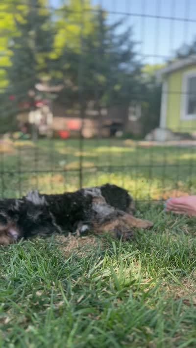 Mocha, a male Miniature Bernedoodle for sale in Grand Rapids, MI – 5 of 7
