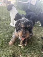 Mocha, a male Miniature Bernedoodle for sale in Grand Rapids, MI – 4 of 7