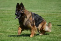 C Litter, a  German Shepherd Dog for sale in White Cloud, MI – 1 of 2