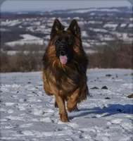 C Litter, a  German Shepherd Dog for sale in White Cloud, MI – 2 of 2
