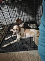 Carolina, a female American Foxhound for sale in Loris, SC – Photo 1 of 3