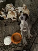 Carolina, a female American Foxhound for sale in Loris, SC – Photo 3 of 3