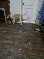 Carolina, a female American Foxhound for sale in Loris, SC – Photo 2 of 3