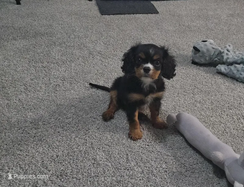 Jax  – Cavalier King Charles Spaniel puppy for sale in Arlington, TX