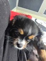 Jax , a male Cavalier King Charles Spaniel for sale in Arlington, TX – Photo 2 of 2