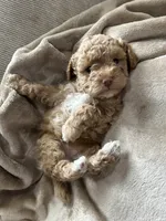 Toasty, a male Shihpoo and Poodle - Toy  for sale in La Vernia, TX – 4 of 4