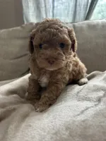 Toasty, a male Shihpoo and Poodle - Toy  for sale in La Vernia, TX – 3 of 4