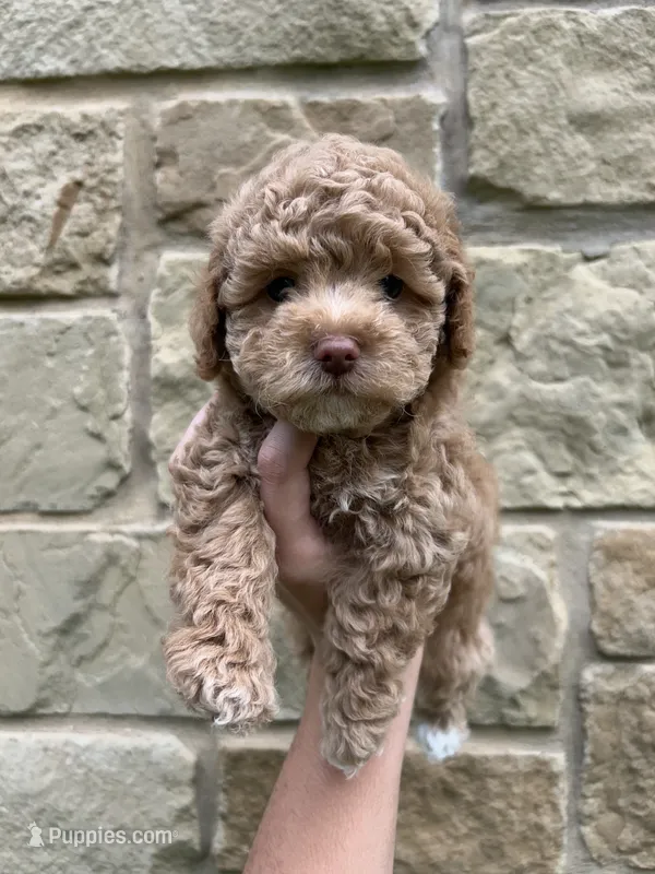 Toasty – Shihpoo, Poodle - Toy  puppy for sale in La Vernia, TX