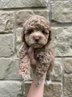 Toasty, a male Shihpoo and Poodle - Toy  for sale in La Vernia, TX – 1 of 4