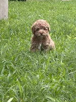 Toasty, a male Shihpoo and Poodle - Toy  for sale in La Vernia, TX – 2 of 4