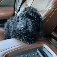 Myles, a male Cavapoo for sale in Boone, NC – Photo 9 of 10