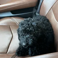 Myles, a male Cavapoo for sale in Boone, NC – Photo 4 of 10