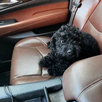 Myles, a male Cavapoo for sale in Boone, NC – Photo 10 of 10