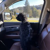 Myles, a male Cavapoo for sale in Boone, NC – Photo 6 of 10