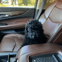 Myles, a male Cavapoo for sale in Boone, NC – Photo 2 of 10