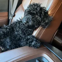 Myles, a male Cavapoo for sale in Boone, NC – Photo 1 of 10