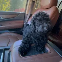 Myles, a male Cavapoo for sale in Boone, NC – Photo 3 of 10