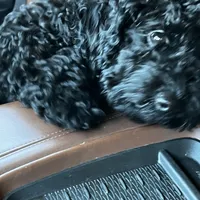 Myles, a male Cavapoo for sale in Boone, NC – Photo 8 of 10