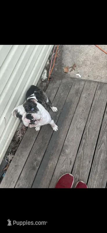 Posty – English Bulldog puppy for sale in Grovespring, MO