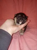 Pink, a female Shiba Inu for sale in Grovespring, MO – Photo 5 of 6