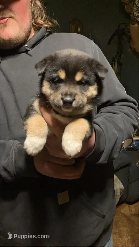 Pink, a female Shiba Inu for sale in Grovespring, MO – Photo 1 of 6