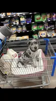 Kouvr, a male American Pit Bull Terrier for sale in Grovespring, MO – 4 of 4