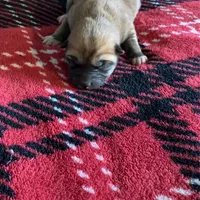 Puppies, a female Shiba Inu for sale in Grovespring, MO – Photo 5 of 5