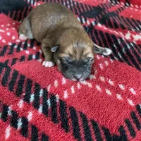 Puppies, a female Shiba Inu for sale in Grovespring, MO – Photo 1 of 5