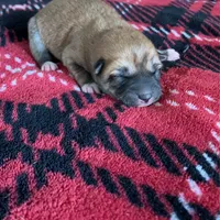 Puppies, a female Shiba Inu for sale in Grovespring, MO – Photo 2 of 5