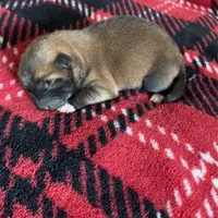 Puppies, a female Shiba Inu for sale in Grovespring, MO – Photo 3 of 5