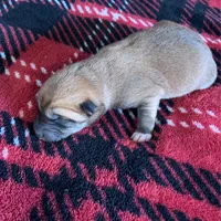 Puppies, a female Shiba Inu for sale in Grovespring, MO – Photo 4 of 5