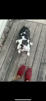 Posty, a male English Bulldog for sale in Grovespring, MO – 2 of 2