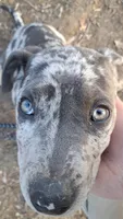 Kouvr, a male American Pit Bull Terrier for sale in Grovespring, MO – 2 of 4