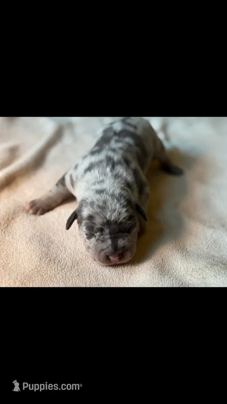 Kouvr – American Pit Bull Terrier puppy for sale in Grovespring, MO