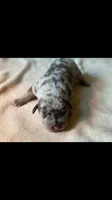 Kouvr, a male American Pit Bull Terrier for sale in Grovespring, MO – 1 of 4