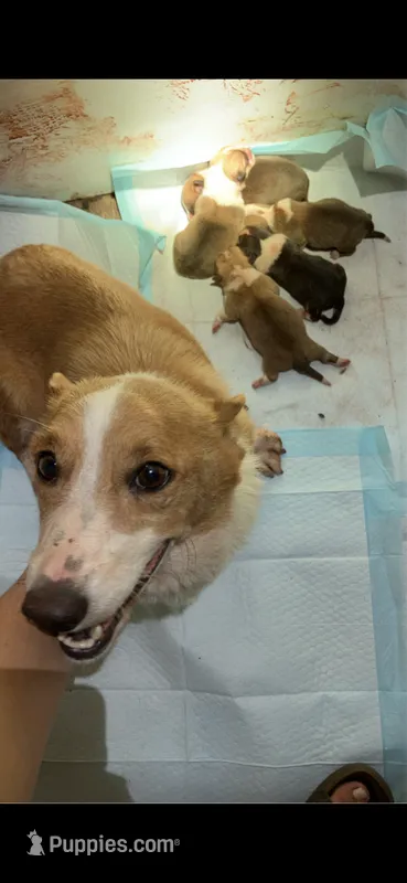 Cher – Pembroke Welsh Corgi puppy for sale in Grovespring, MO