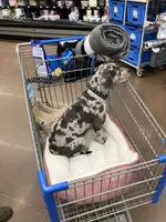 Kouvr, a male American Pit Bull Terrier for sale in Grovespring, MO – 3 of 4