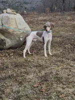 Jimmy, a male Poodle - Multi-Colored Standard for sale in Belgrade, ME – 4 of 6