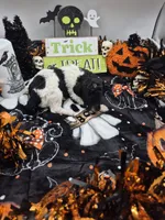 Jimmy&Cali Litter , a male Poodle - Multi-Colored Standard and Poodle - Standard  for sale in Belgrade, ME – 5 of 10