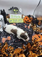 Jimmy&Cali Litter , a male Poodle - Multi-Colored Standard and Poodle - Standard  for sale in Belgrade, ME – 6 of 10