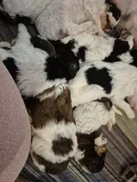 Jimmy&Cali Litter , a male Poodle - Multi-Colored Standard and Poodle - Standard  for sale in Belgrade, ME – 7 of 10