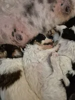 Jimmy&Cali Litter , a male Poodle - Multi-Colored Standard and Poodle - Standard  for sale in Belgrade, ME – 8 of 10